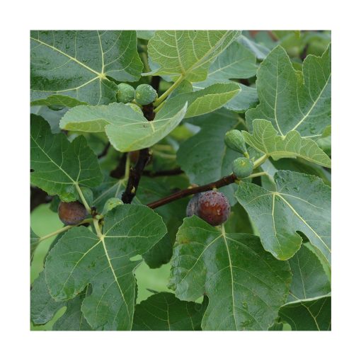 Fig (Higo) - Imagen 2