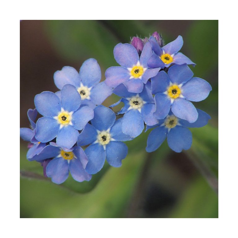 Forget-me-not (No-me-olvides) - Imagen 2