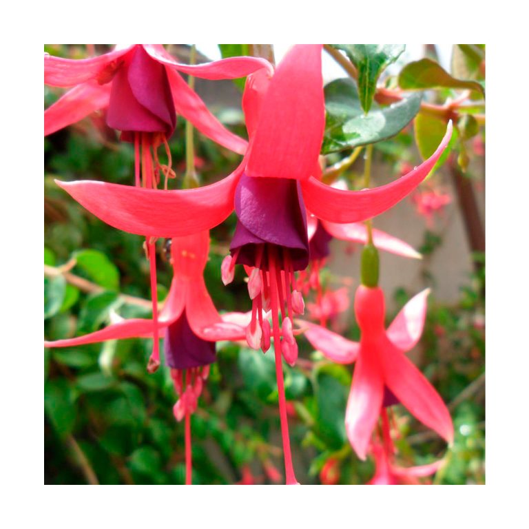 Fuchsia (Fucsia) - Imagen 2