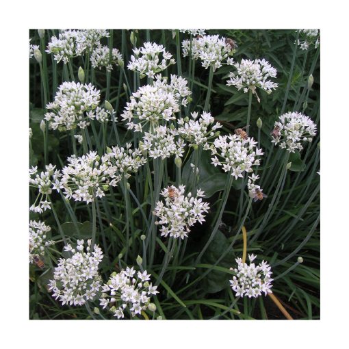 Garlic (Ajo) - Imagen 2