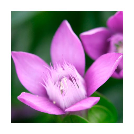 Gentian - Flores de Bach - Imagen 2