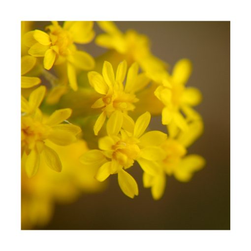 Goldenrod (Varilla de oro) - Imagen 2
