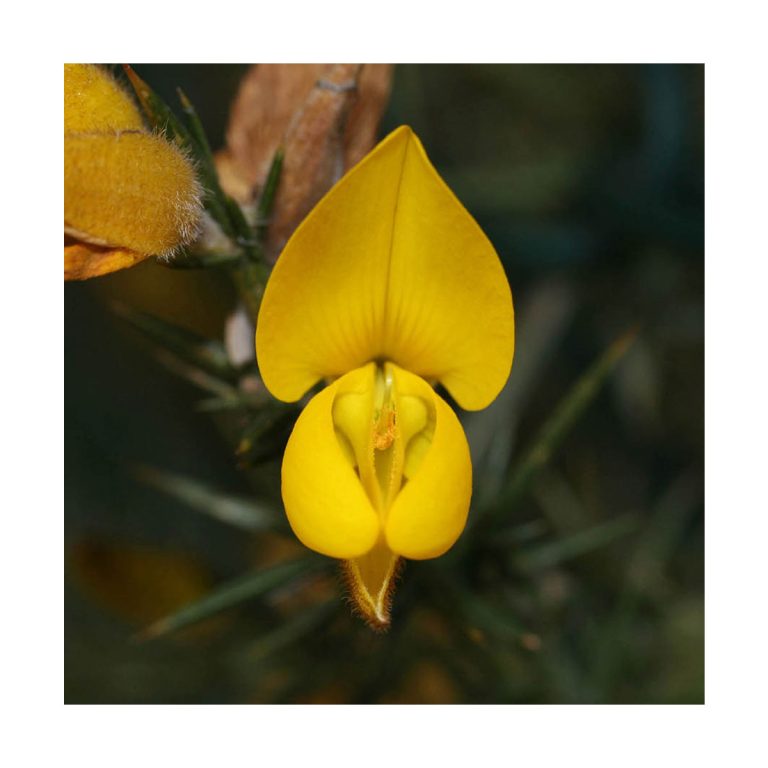 Gorse - Flores de Bach - Imagen 2