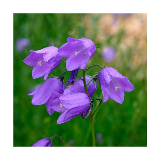 Harebell (Campánula) - Imagen 2