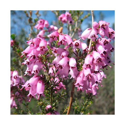Heather - Flores de Bach - Imagen 2