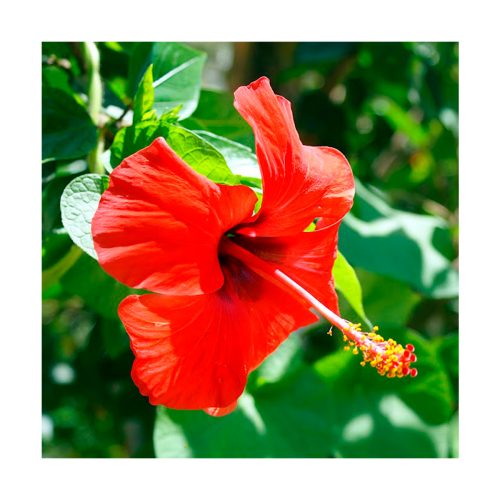 Hibiscus (Hibisco) - Imagen 2
