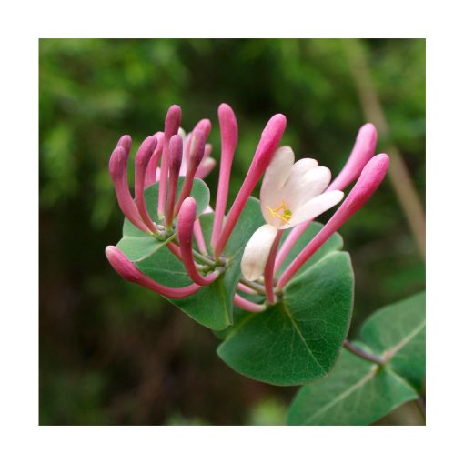 Honeysuckle - Flores de Bach - Imagen 2