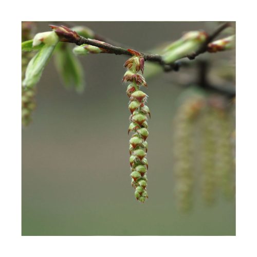 Hornbeam - Flores de Bach