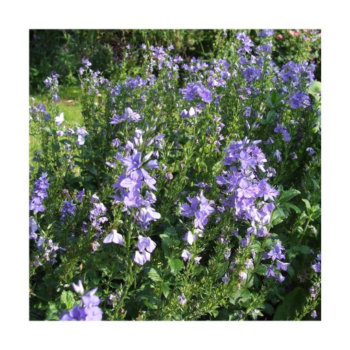 Hyssop (Hisopo) - Imagen 2