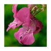 Impatiens - Flores de Bach