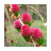 Larch - Flores de Bach