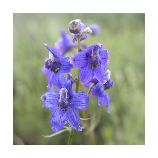 Larkspur (Espuela de caballero) - Imagen 2