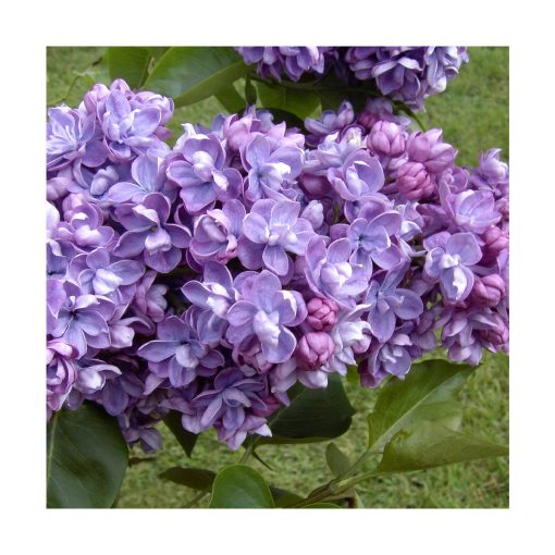 Lilac (Lila) - Imagen 2