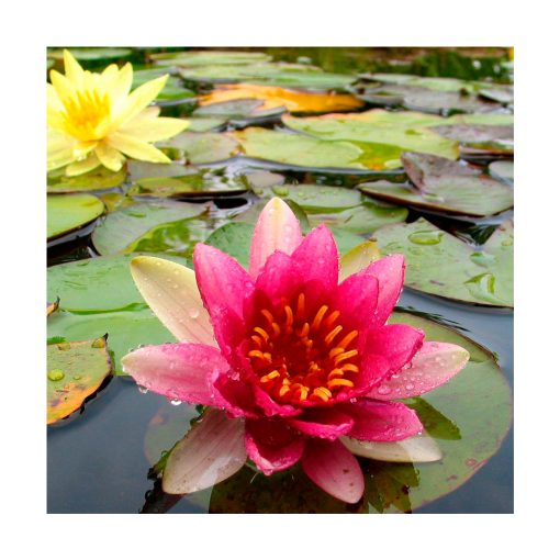 Lotus (Loto) - Imagen 2