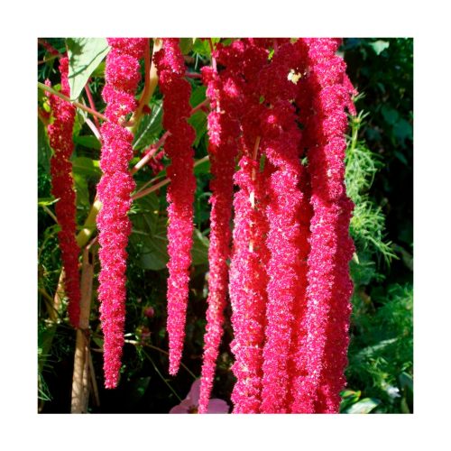 Love-Lies Bleeding (Mentiras de amor sangrando) - Imagen 2