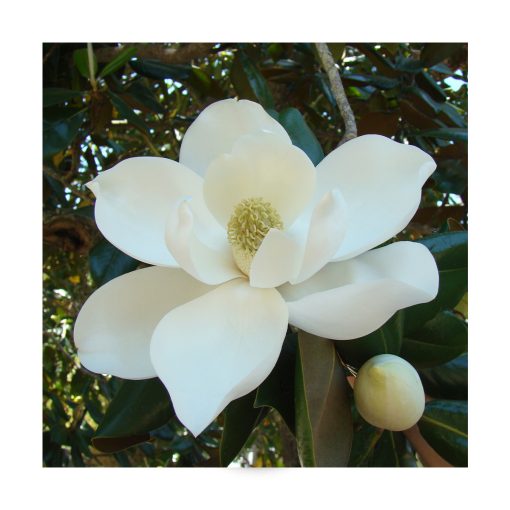 Magnolia - Imagen 2