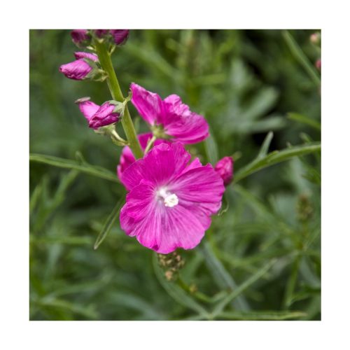 Mallow (Malva) - Imagen 2
