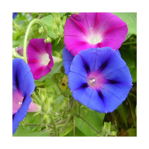 Morning Glory (Gloria de la mañana) - Imagen 2