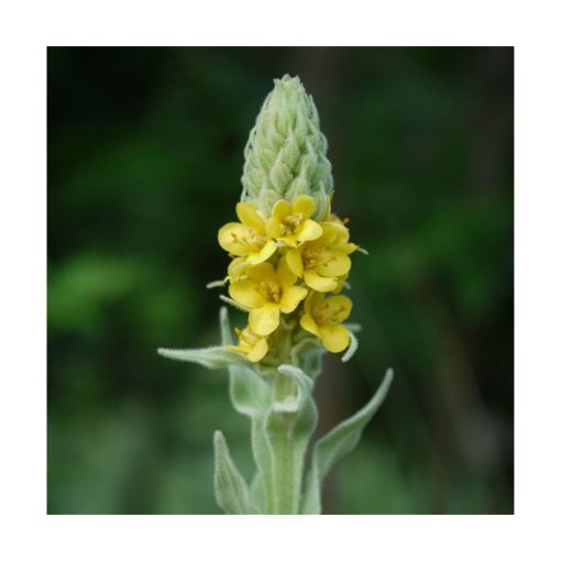 Mullein (Gordolobo) - Imagen 2