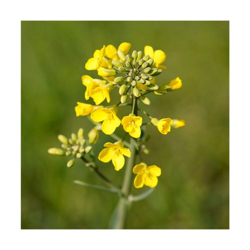 Mustard - Flores de Bach - Imagen 2
