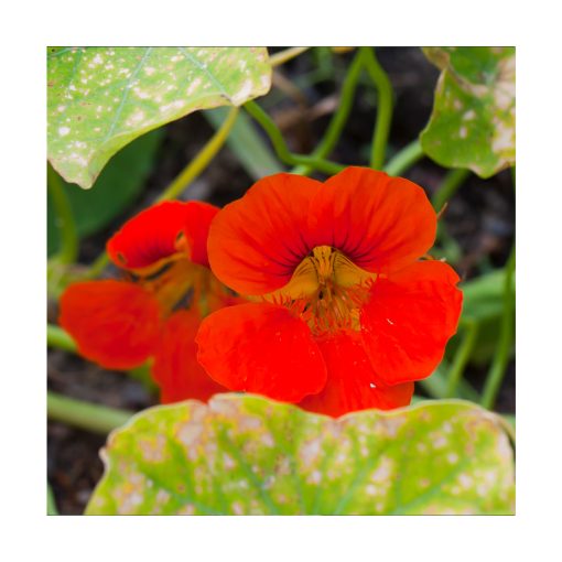 Nasturtium (Capuchina) - Espuela de Galán - Imagen 2