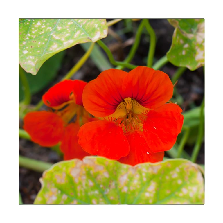 Nasturtium (Capuchina) - Espuela de Galán - Imagen 2