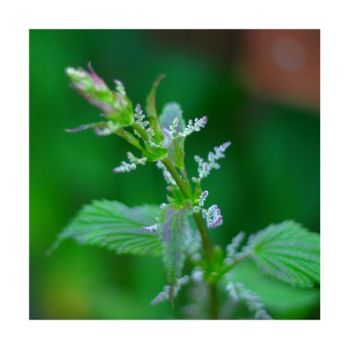 Nettle (Ortiga) - Imagen 2