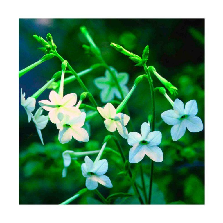 Nicotiana (Flor de tabaco) - Imagen 2