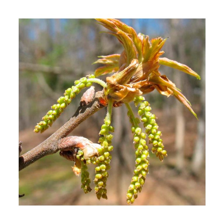 Oak - Flores de Bach - Imagen 2