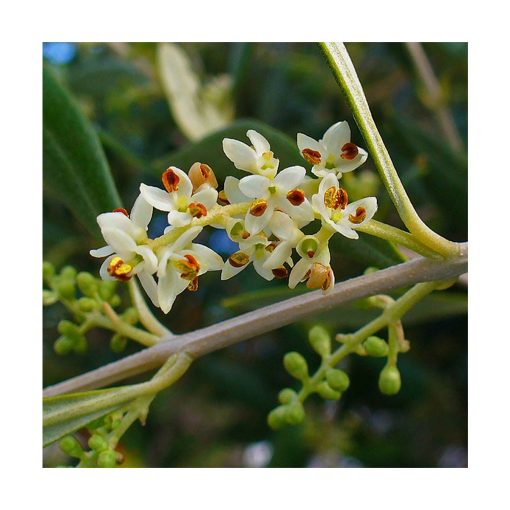 Olive - Flores de Bach - Imagen 2