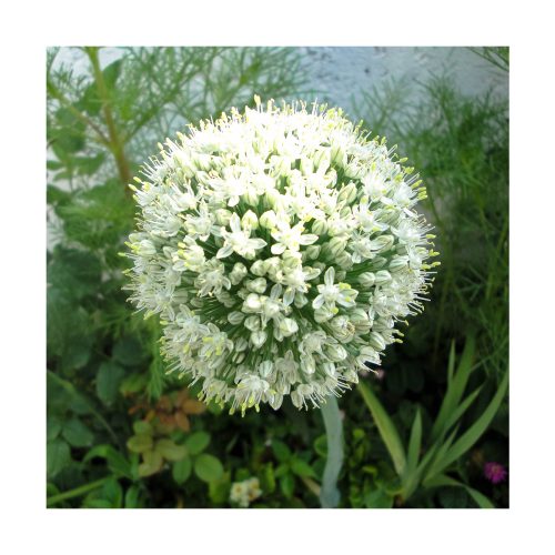 Onion (Cebolla) - Imagen 2