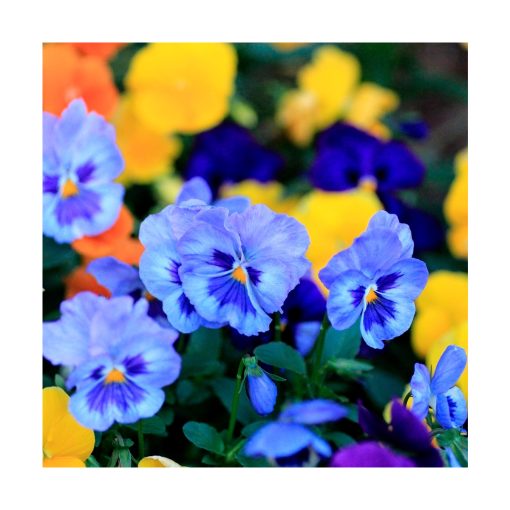 Pansy (Pensamiento) - Imagen 2