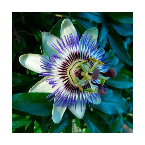 Passion flower (Pasiflora) - Imagen 2