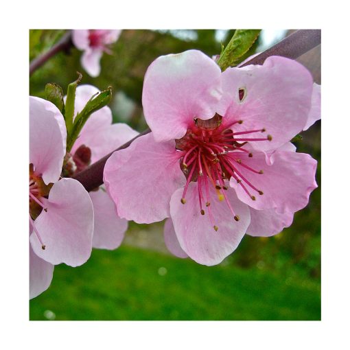 Peach (Durazno) - Imagen 2