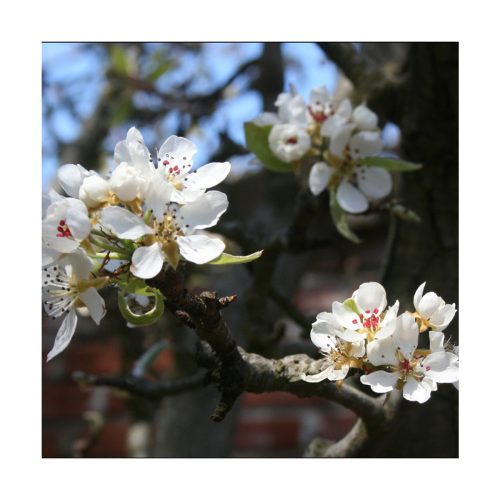 Pear (Pera) - Imagen 2