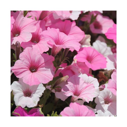 Petunia - Imagen 2