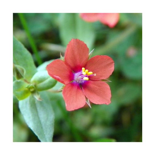 Pimpernel (Murajes) - Imagen 2