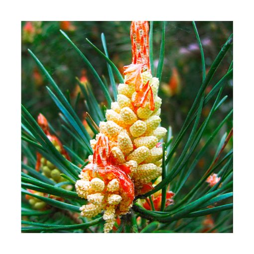 Pine - Flores de Bach - Imagen 2