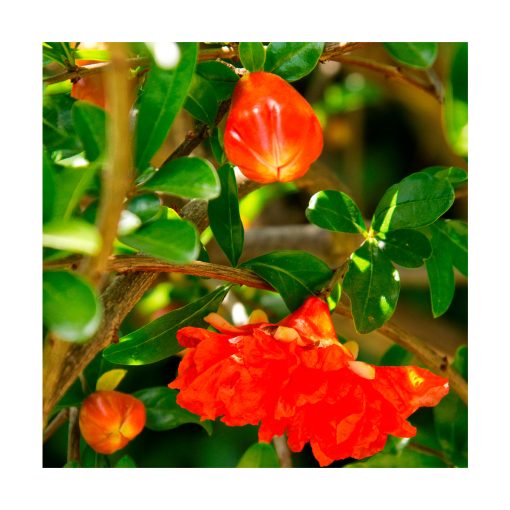 Pomegranate (Granada) - Imagen 2