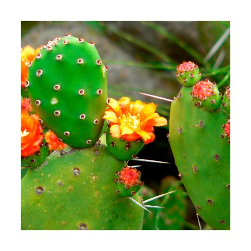 Prickly Pear Cactus (Nopal) - Imagen 2