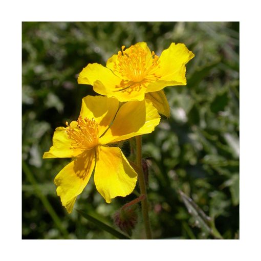 Rock Rose - Flores de Bach - Imagen 2