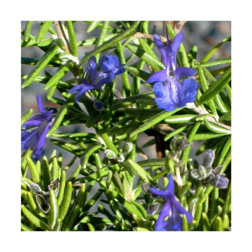 Rosemary (Romero) - Imagen 2