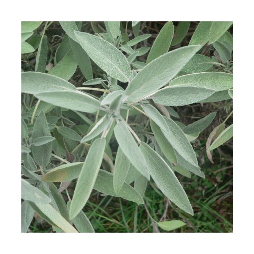 Sage (Salvia) - Imagen 2