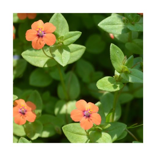 Scarlet Pimpernel (Pimpinella escarlata) - Imagen 2