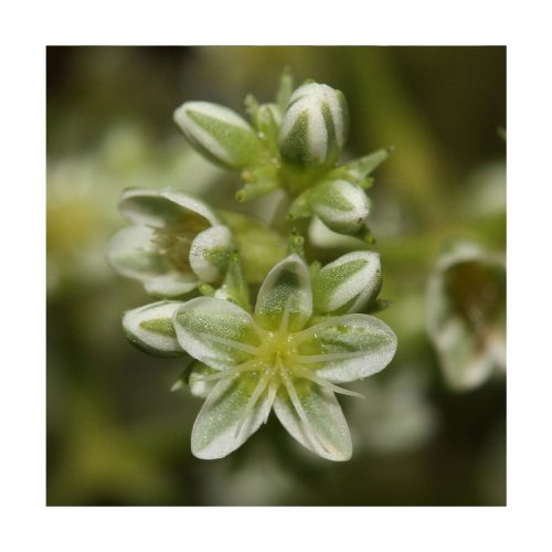 Scleranthus - Flores de Bach