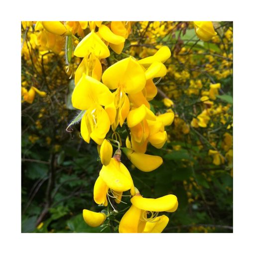Scotch Broom (Retama) - Imagen 2