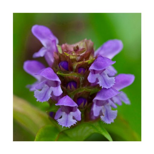 Self-Heal (Consuelda menor) - Imagen 2