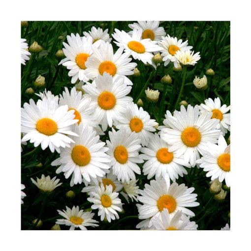 Shasta Daisy (Margarita reina) - Imagen 2