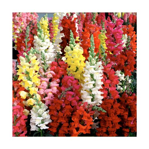 Snapdragon (Boca de dragón) - Imagen 2