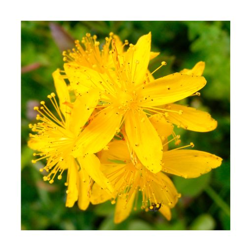St. John's Wort (Hierba de San Juan) - Imagen 2